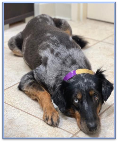 a dog lying on the floor